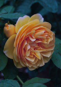 Yellow rose von Lina Shidlovskaya