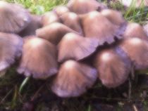 Pilze von badauarts