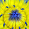 Seerose-nymphaeaceae-gelb-blau