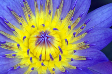 Seerose-nymphaeaceae-gelb-blau-1