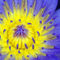 Seerose-nymphaeaceae-gelb-blau-1