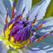 Seerose-nymphaeaceae-lila-gelb-8-bearbeitet-1