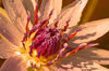 Seerose-nymphaeaceae-rosa-bearbeitet-2