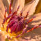 Seerose-nymphaeaceae-rosa-bearbeitet-2