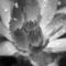 Seerose-nymphaeaceae-rosa-im-regen-5