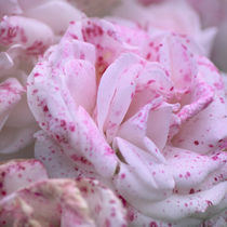 Velvet Vintage Rose von syoung-photography