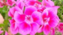 Blüten rosa von badauarts