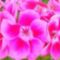 Blumen-rosa-explosion-0003