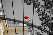 Imperial Rose von orisitsphotography