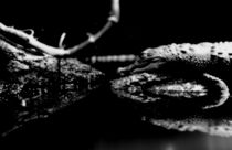 Alligator in schwarz-weiß von orisitsphotography