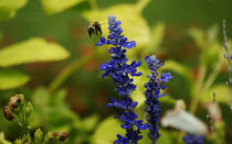 Biene im Landeanflug von orisitsphotography