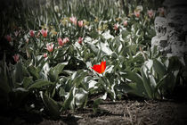Red Tulip von orisitsphotography