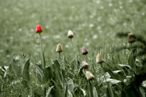 Red Tulip von orisitsphotography