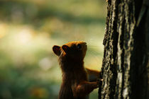 Eichhörnchen von orisitsphotography