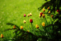 Tulips - A taste of spring von orisitsphotography