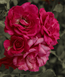 Dying pink roses by Lina Shidlovskaya