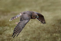 Merlin in flight by Dave Milnes
