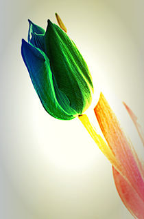 tulip Rainbows. by rosanna zavanaiu