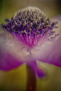 Purple By Nature.. by rosanna zavanaiu