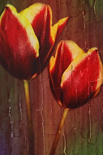 Tulpen by Christine Bässler