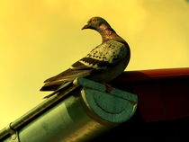 ... die Taube auf  dem Dach by Heidrun Carola Herrmann