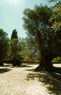 Old olive garden of Gortyn(Crete, Greece) von Lina Shidlovskaya