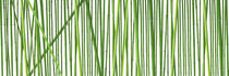 Bambus Stangen - Bamboo by Tobias Pfau