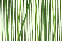 Bamboo - Bambus von Tobias Pfau