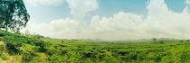 Tea plantation - Tee Plantage Panorama von Tobias Pfau