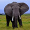 Elephant8900