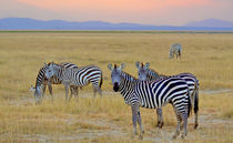 Zebras in the morning by Pravine Chester