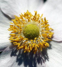 Blütenbild von jaybe