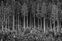 Forest 01 von Tom Uhlenberg