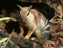 Numbat in the Wild by Panda Broad
