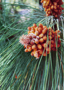 Canary island pine cones by Lina Shidlovskaya