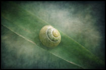 Shell in a sea of green... by Pauline Fowler
