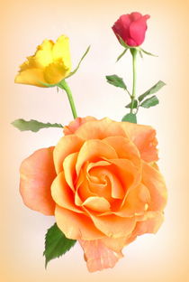 orange Rose von Kerstin Runge