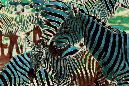 Zebra-pop-art