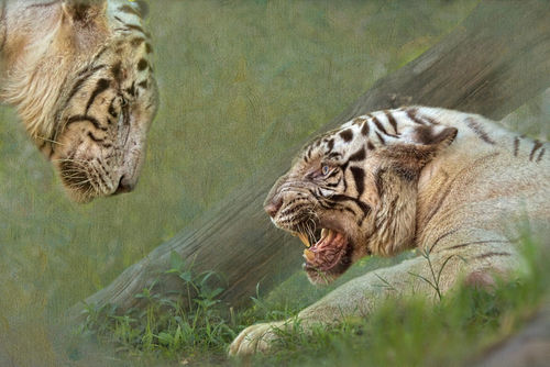 White-tiger5719a