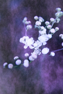 Weiße Blüten by Christine Bässler