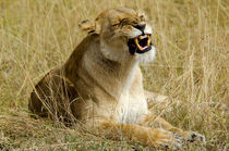 Angry Lioness von Pravine Chester