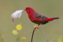 Red Avadavat by bia-birdimagency