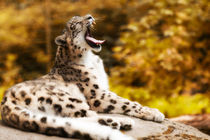 Leopard von Norbert Fenske