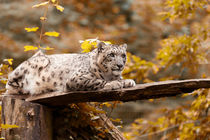 Leopard by Norbert Fenske