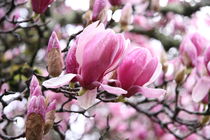 Magnolienblüten von alsterimages