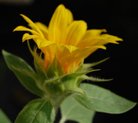 Tiny-sun-flower