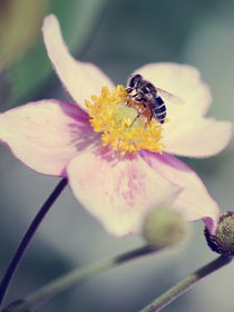 bzzz... Vintage Summer by syoung-photography