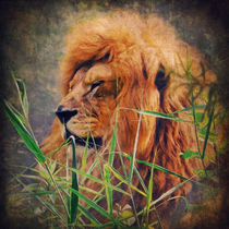 A Lion Portrait von AD DESIGN Photo + PhotoArt