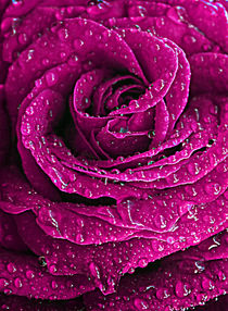 purple tints. by rosanna zavanaiu