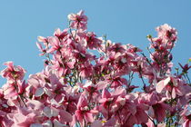 Magnolienbaum   von hadot